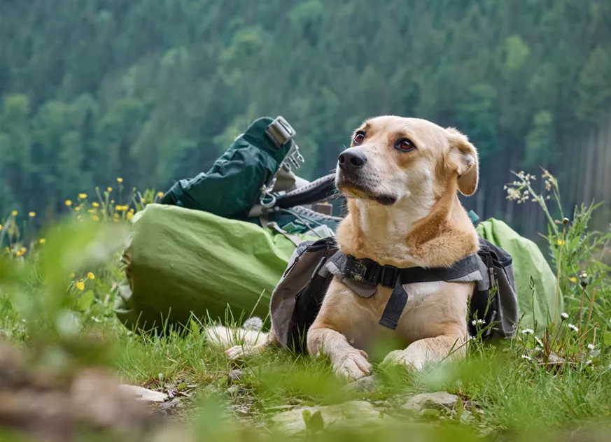 Camping mit Hund und die Reisetasche hat Bello schon gepackt.jpg