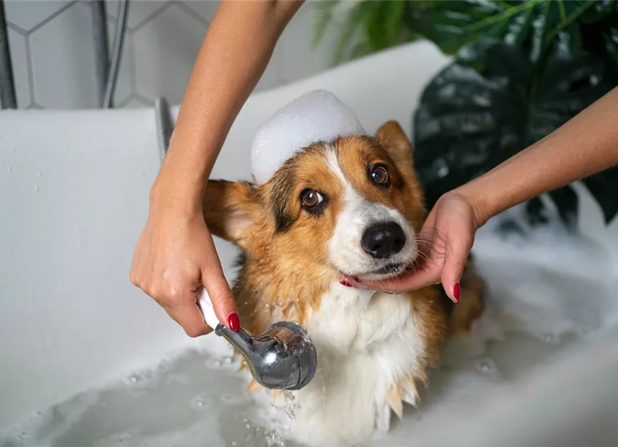 Corgi wird mit Hundeshampoo gewaschen.jpg