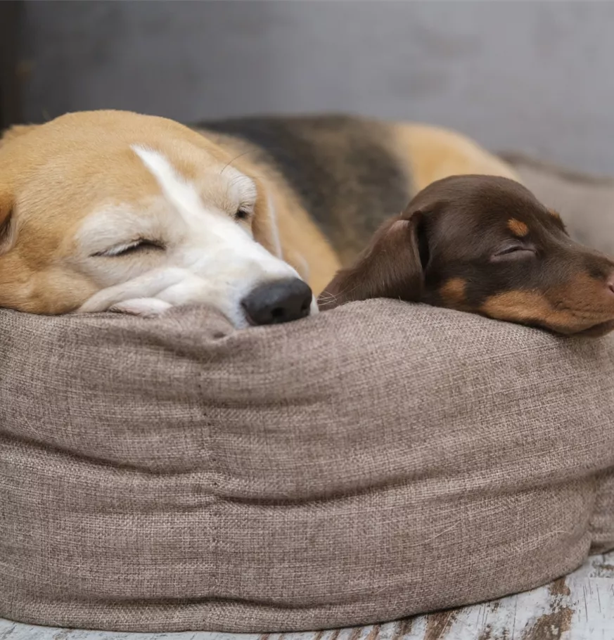 Beagle und Dackel teilen sich ein Hundebett und schlafen.jpg