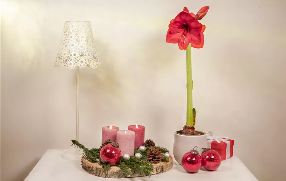 Weihnachtliche Dekoration mit Amaryllis