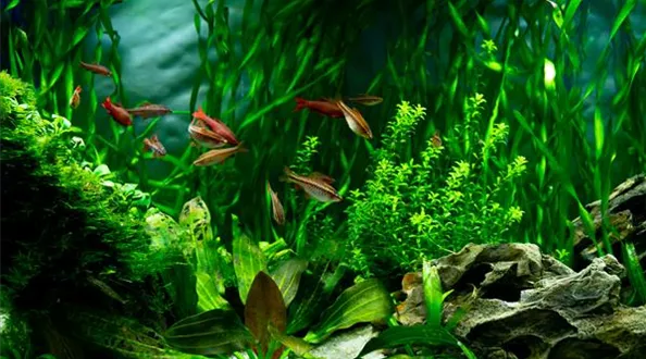 tropical-fish-freshwater-aquarium-underwater-world-plants-fish.jpg