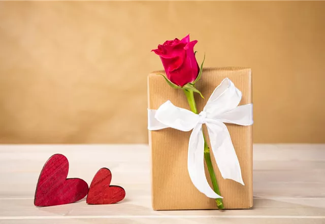 Valentinstag - Rose auf Geschenk