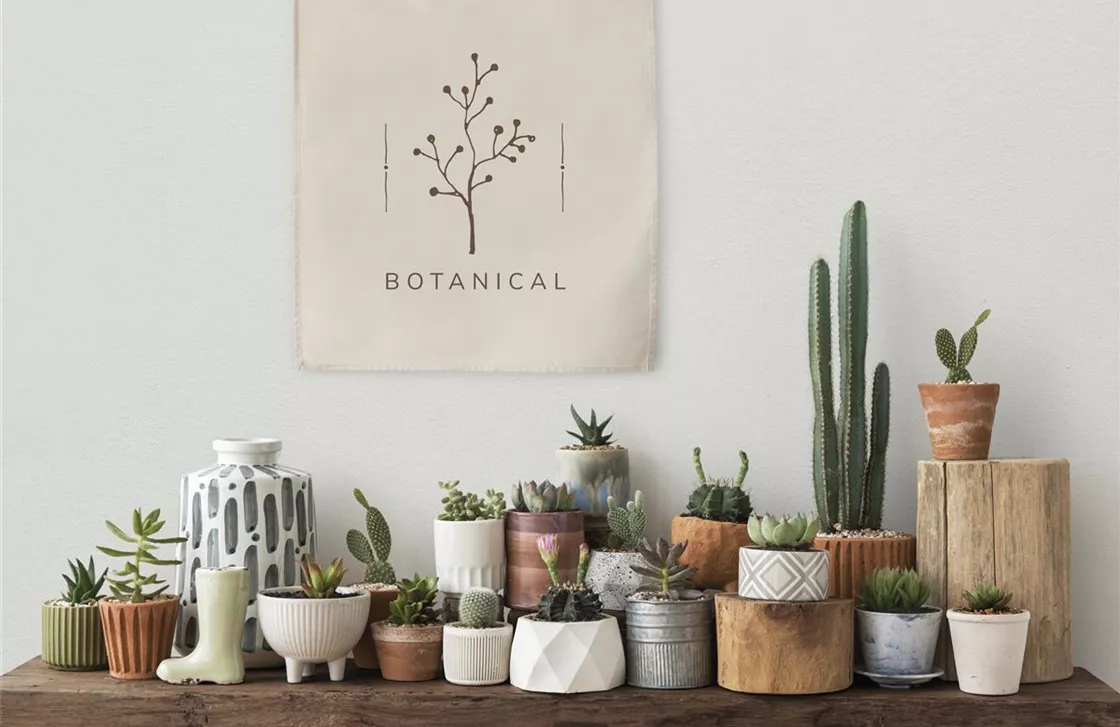 canvas-poster-hanging-over-a-shelf-full-of-cacti-and-succulents.jpg