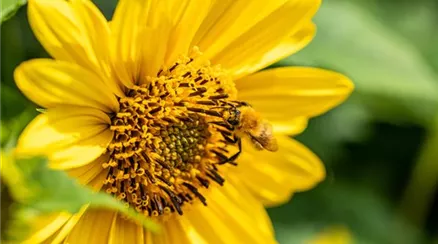 Wildbiene an Sonnenblume