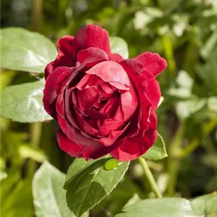 Englische Rose