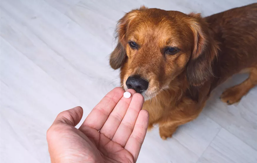 Hund bekommt eine Tablette.jpg