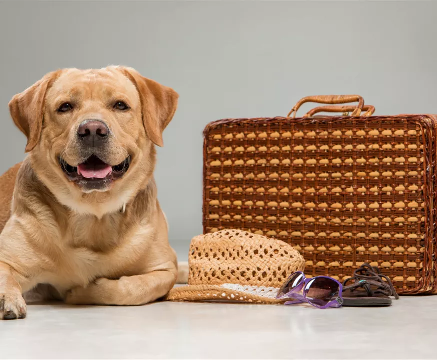 Ein Hund hat seine Koffer gepackt und die Reise kann losgehen.jpg