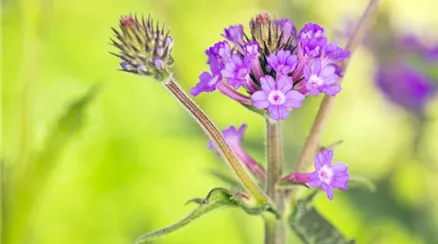 Verbena rigida