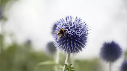 Echinops ritro