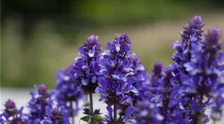 Salvia nemorosa