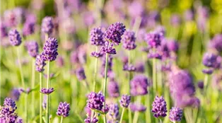 Lavandula angustifolia 'Sentivia® Blue'