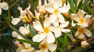 Nerium oleander