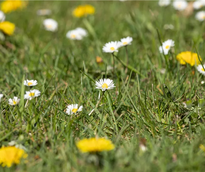 Gänseblümchen und Löwenzahn