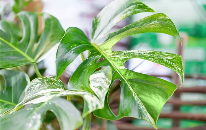 Monstera deliciosa variegata