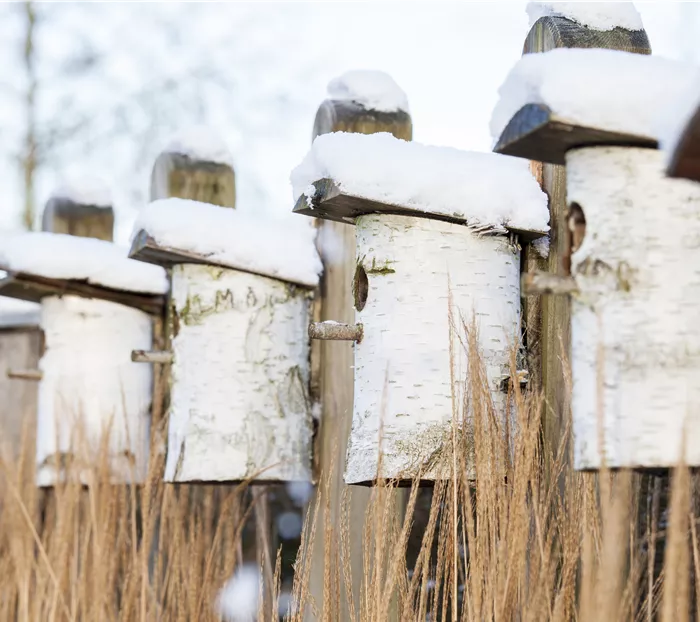 Vogelhaus schneebedeckt