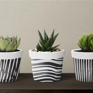 small-succulent-plants-in-pots.jpg