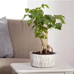 Zimmerbonsai