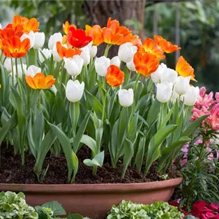 colorful-tulips-flower-pot.jpg