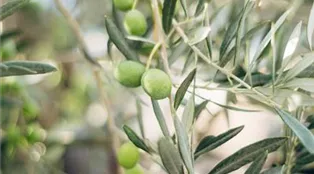 close-up-fresh-green-plant.jpg