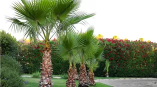 beautiful-tropical-palms-garden.jpg