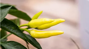 Capsicum frutescens 'Thai Chili'