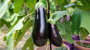 fresh-giant-eggplants-hanging-branch-tree-pot-garden.jpg