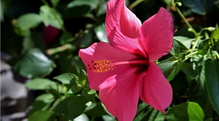 closeup-shot-beautiful-hawaiian-hibiscus-tuscany-elba-italy.jpg