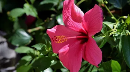 closeup-shot-beautiful-hawaiian-hibiscus-tuscany-elba-italy.jpg