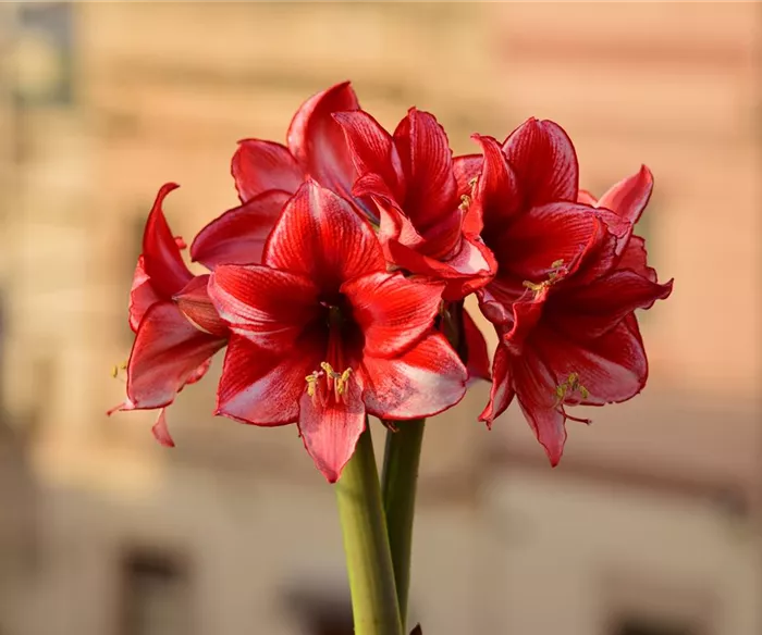 bunch-charisma-amaryllis-flowers-natural-bouquet-s.jpg