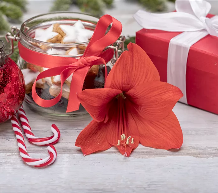 Weihnachtliche Dekoration mit Amaryllis