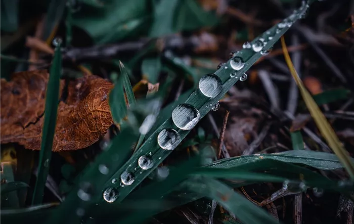 macro-shot-green-grass-with-water-droplets-it.jpg