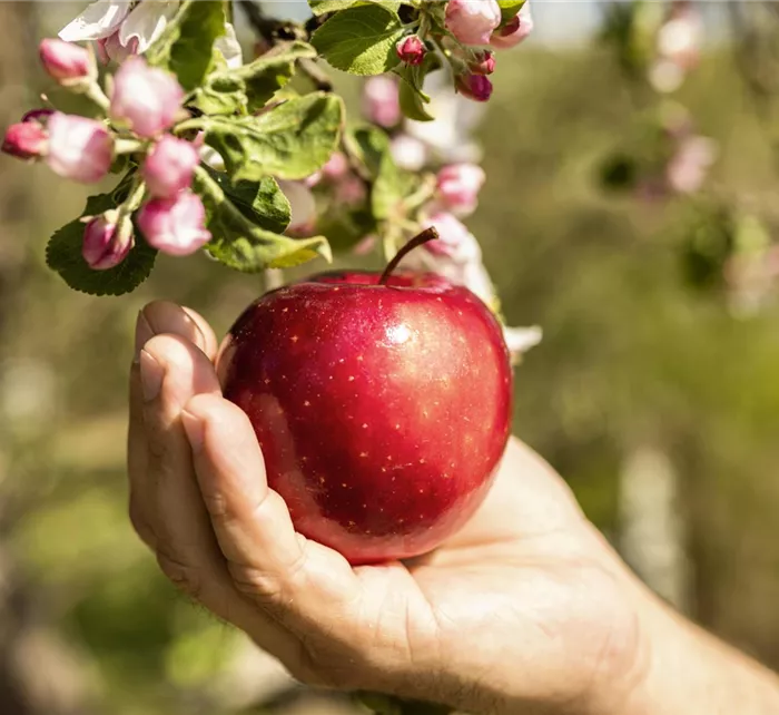 person-taking-delicious-apple-from-tree.jpg