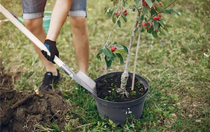 father-with-little-son-are-planting-tree-yard (1).jpg