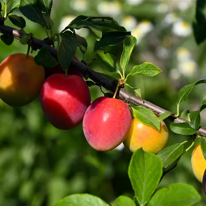 closeup-summer-day-against-background-greenery-flowers-branch-with-cherry-plum.jpg