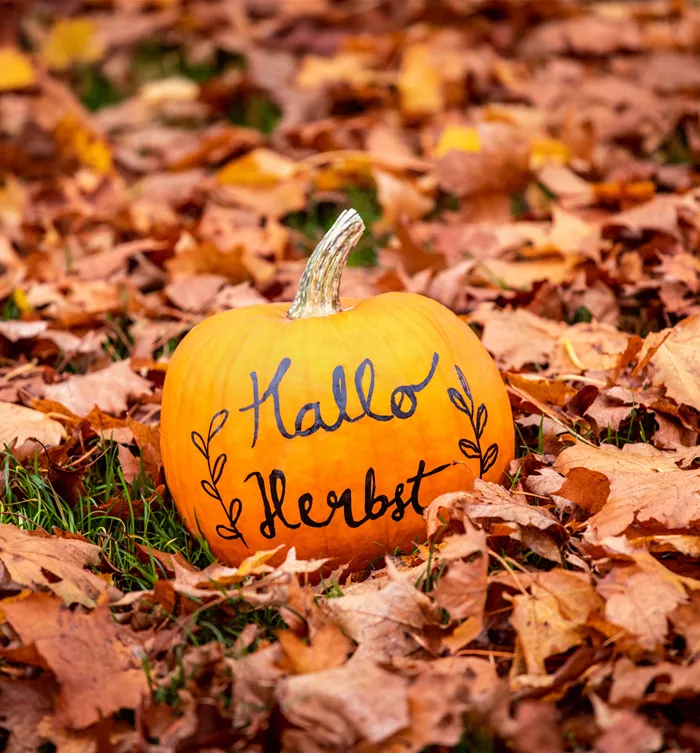 Herbst - Kürbis im Laub