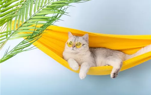 adorable-white-cat-yellow-glasses-resting-yellow-fabric-hammock.jpg