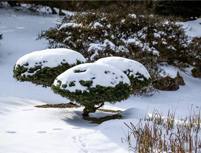 Winter - Formgehölz im Schnee