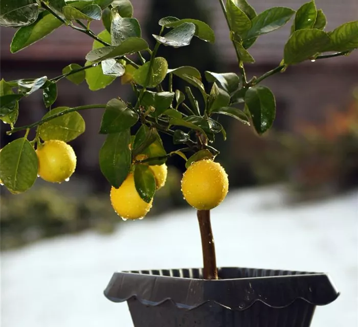 close-up-fruits-growing-plant.jpg