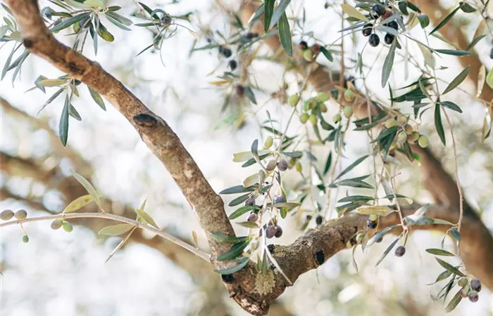 ripe-black-olives-branches-tree.jpg