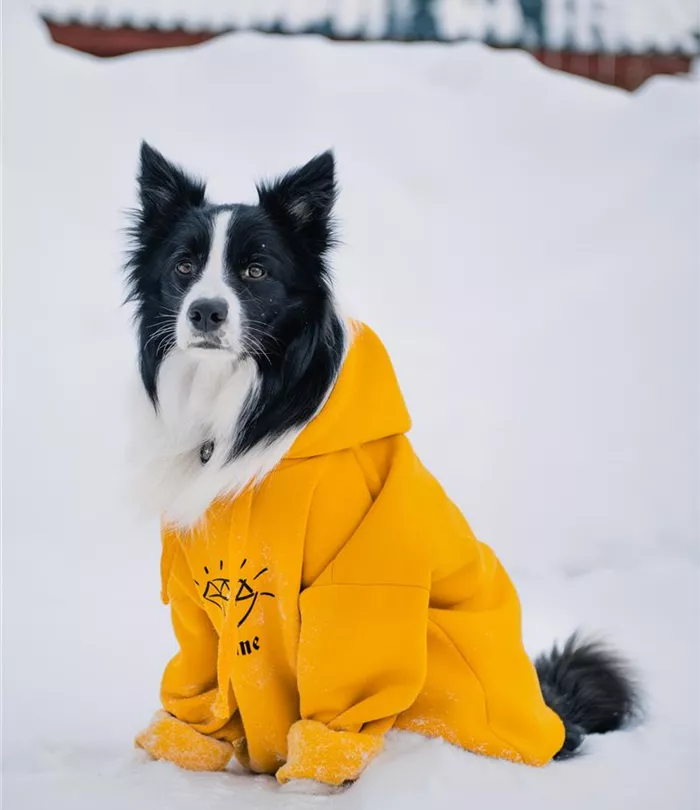 black-white-border-collie-dog-sweatshirt-sitting-snow.jpg