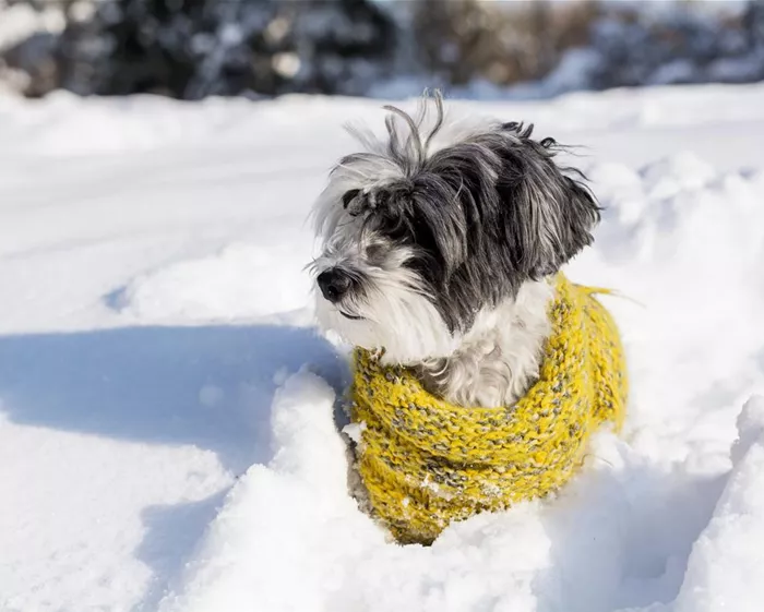 dog-with-yellow-scarf-snow.jpg