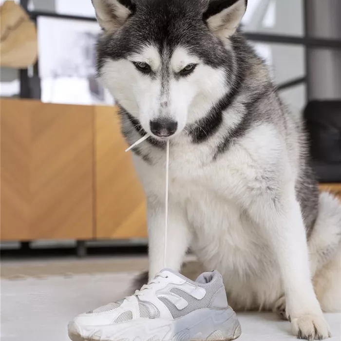 cute-husky-dog-biting-shoelace.jpg