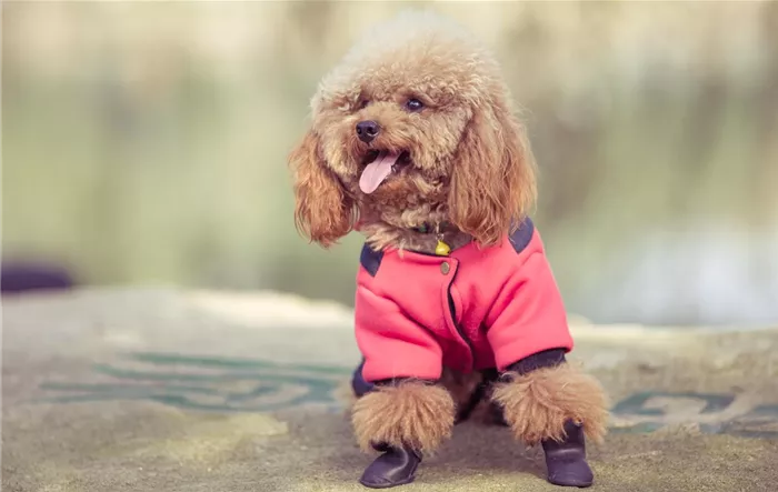 toy-poodle-playing-park.jpg