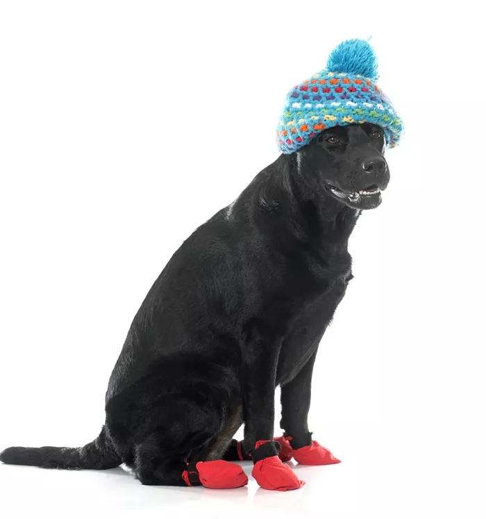 female-black-labrador-retriever-socks.jpg