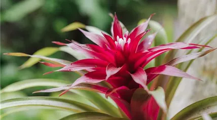 closeup-shot-beautiful-guzmania-flower.jpg