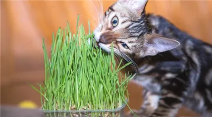 purebred-bengal-kitten-looks-ahead-eats-green-grass-home-nutrition-vitamins-high.jpg