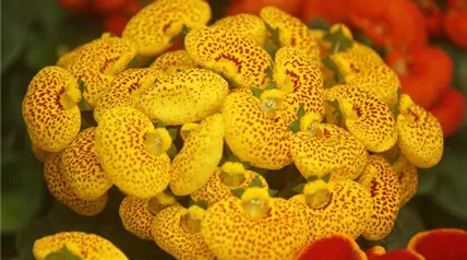 calceolaria-is-usually-planted-flowerbeds-gardens-as-ornamental-plants.jpg