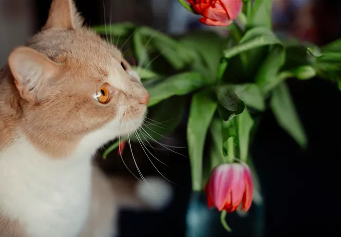 red-tulip-touches-nose-fluffy-cat.jpg