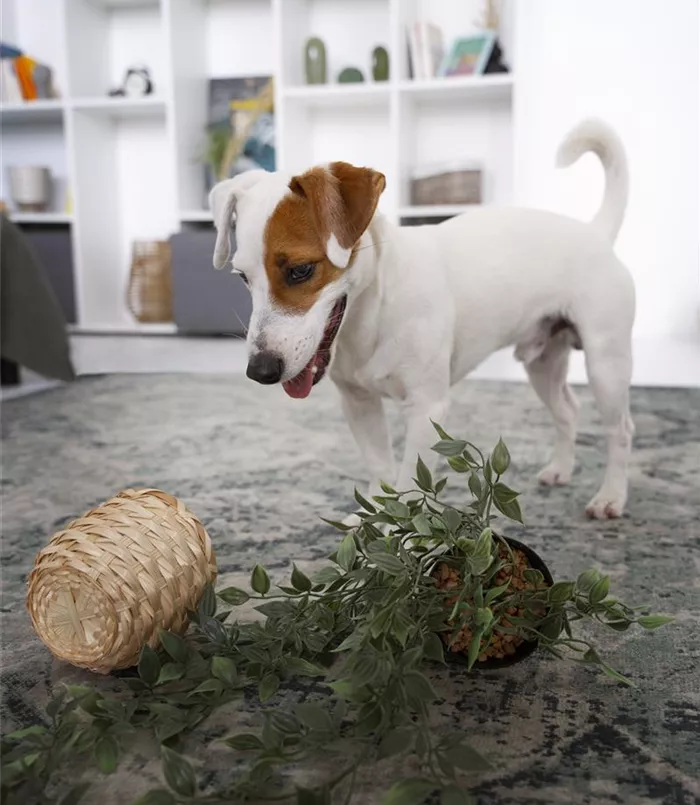 cute-dog-making-mass-with-plant-pot.jpg