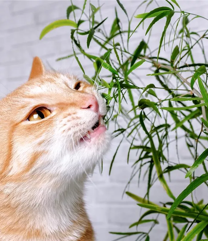 red-cat-green-plant-pteris-pot-are-against-wall-loft-style-cat-is-trying-bite-plant.jpg